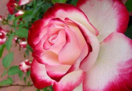 Pink-Tipped Beauty - white, nature, roses, pink, flowers