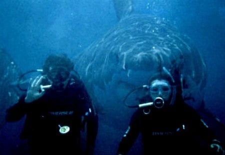 look behind you - water, people, sharks, tags