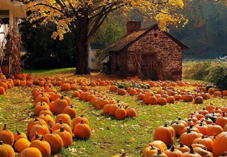 Plenty of Pumpkins - pupkins, field, stone building, autumn