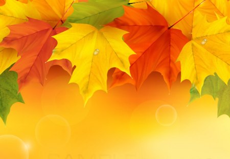 Best of Fall - autumn, simple, gold, maple leaves, bright, abstract, fall, yellow, orange, green, golden