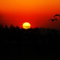 Geese Flight at Sunset