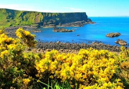 Coastal delight - pretty, yellow, summer, horizons, coast, blue, beach, grass, mountain, flowers, fresh, shore, nice, sky, water, beautiful, sea, lovely, freshness, ocean, stones, nature, delight, rocks