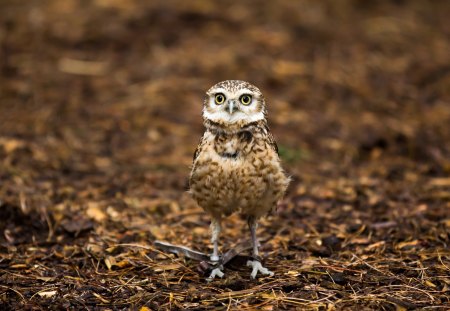 Owl - brown, owl, animals, birds