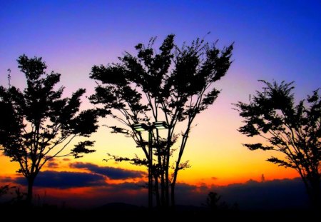 SILHOUETTE at SUNSET - silhouette, photography, trees, sunset