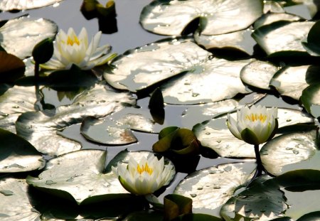 SILVER PADS - glow, lilies, nature, silver, pads