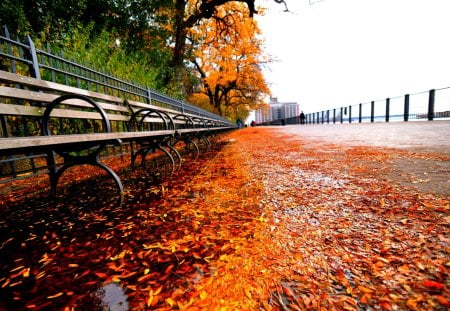 AUTUMN PATHWAY - path, autumn, bench, pedestrian, leaves