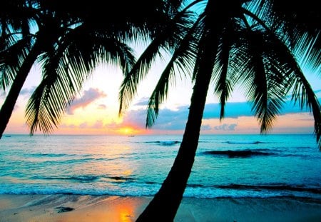 PALM BEACH - palms, sunset, nature, beach