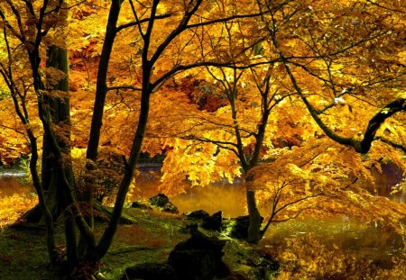 GOLDEN AUTUMN - forest, nature, colors, autumn