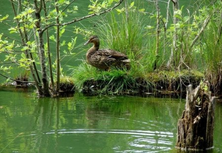 DUCKS TO THE WATER - waterbirds, ponds, wetlands, lakes, ducks, green, waterscapes, grass, birds