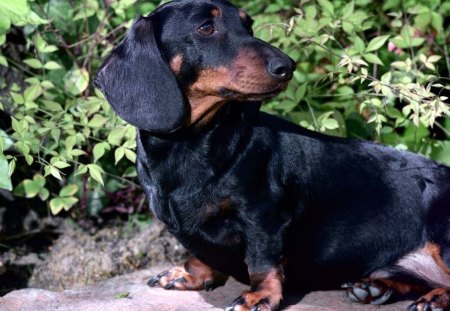 WITH LOVE TO JEANIE - pets, sousage dogs, companions, gardens, canine, friend, dachshund