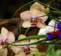 ORCHIDS