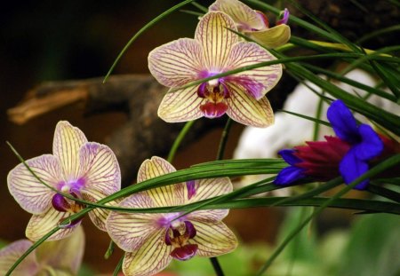 ORCHIDS - orchids, tropical, flowers, gardens, plants, wildflowers