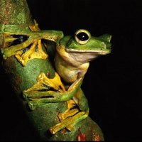 *** Frog on a branch ***