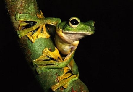 *** Frog on a branch *** - branch, green, animals, frog