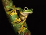 *** Frog on a branch ***