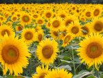 *** Field of Sunflowers ***