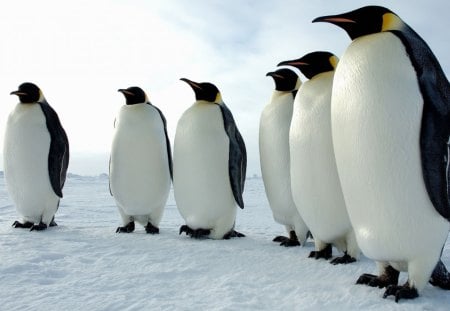 *** Penguins *** - snow, penguins, animals, sky