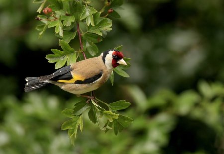 *** Beautiful colorful bird ***