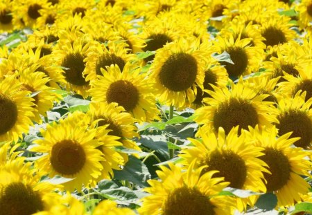 *** SUNFLOWERS *** - flowers, sunflowers, yellow, nature