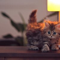 Cute Kitty