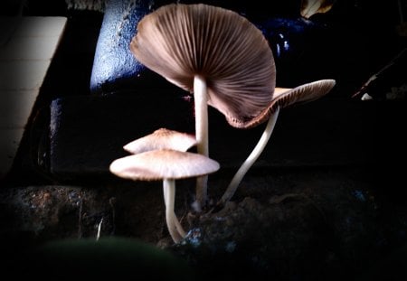 Mushroom - nature, mushroom, dark, cool