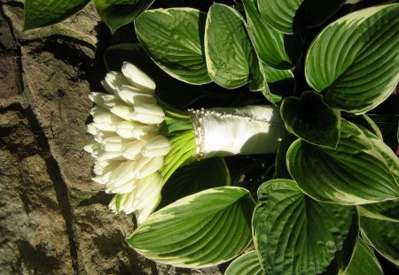 *** White Tulips *** - flowers, white, nature, tulips