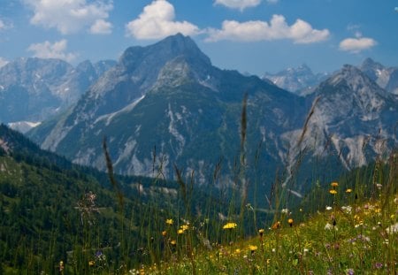 Majestic View - flowers, nature, scenery, mountains, karwendel