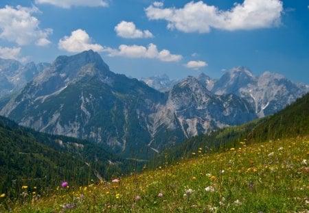 Flowered Fields - flowers, mountains, fields, karwendel