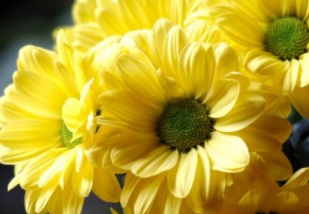 * Sunny day for my sister * - sunny, tenderness, yellow, for a sister, sunshine, yellow flowers, love, petals, flowers, soft