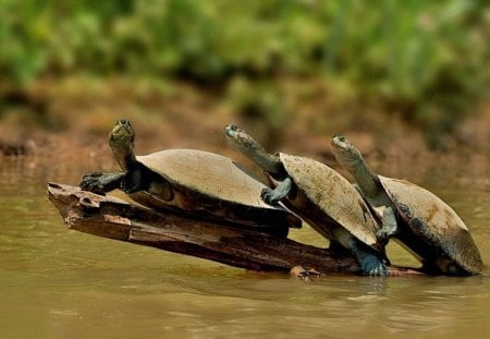 Turtle-tower - turtles, fun, nature, funny, hd, reptiles, wallpaper, animals