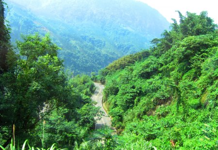 Mountain road - road, tour, mountain, tree