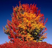 beautiful autumnal tree