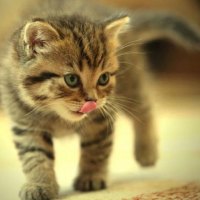 cute kitty