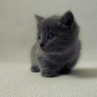 cute little black kitty