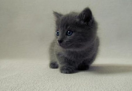 cute little black kitty - cute, little, black kitty, cat