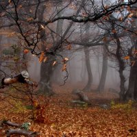 Autumn's Twisted Trees