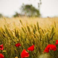 Poppies