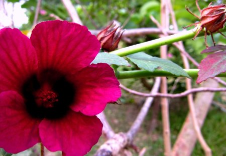 Red flower - trunk, flower, mountain, red