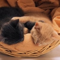 Cats in the basket