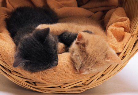 Cats in the basket - humor, cat, basket, kitten, funny, pet adorable, sleeping, animals, kitty