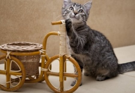 Cute cat - humor, kitten, funny, wooden bike, pet adorable, cat, animals, kitty