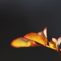 yellow leaf