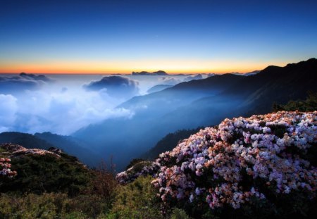 Mountain blossoms - petals, beauty, landscape, clouds, flowers, nature, mountain