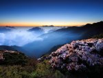 Mountain blossoms