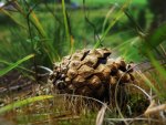 Beautiful Spruce Cone