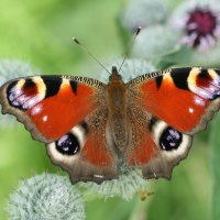 Peacock Butterfly