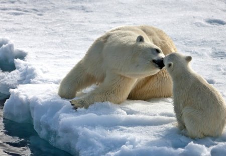 Bear Mothers Love