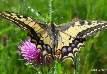 SCHWALBENSCHWANZ - papilio, schmetterlinge, butterflies, schwalbenschwanz