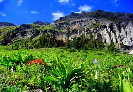 Green mountain meadow - nice, sky, freshness, greenery, field, meadow, clouds, green, grass, fresh, mountain, summer, peaks, lovely, nature, beautiful, delight, flowers