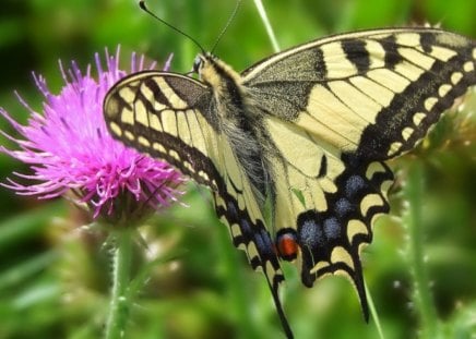 SCHWALBENSCHWANZ - papilio, butterlies, tagfalter, schwalbenschwanz